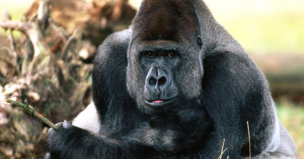 Snapshot of the intriguing Western Lowland Gorilla, scientifically named Gorilla gorilla gorilla.