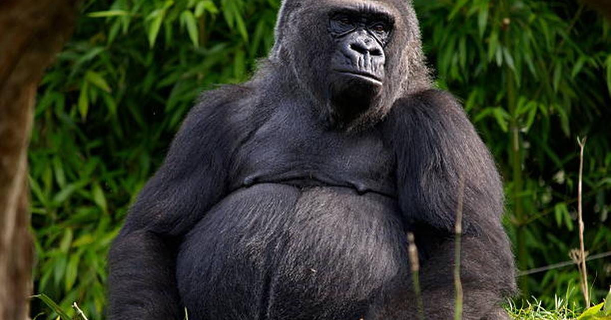 Exquisite image of Western Lowland Gorilla, in Indonesia known as Gorila Dataran Rendah Barat.