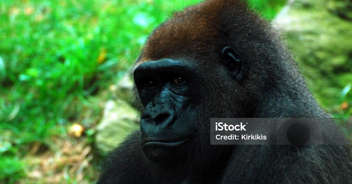 Distinctive Western Lowland Gorilla, in Indonesia known as Gorila Dataran Rendah Barat, captured in this image.