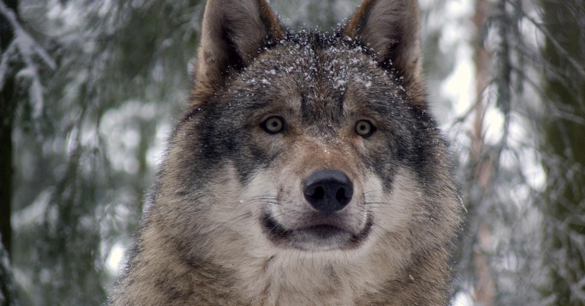 Detailed shot of the Wolf, or Canis lupus, in its natural setting.