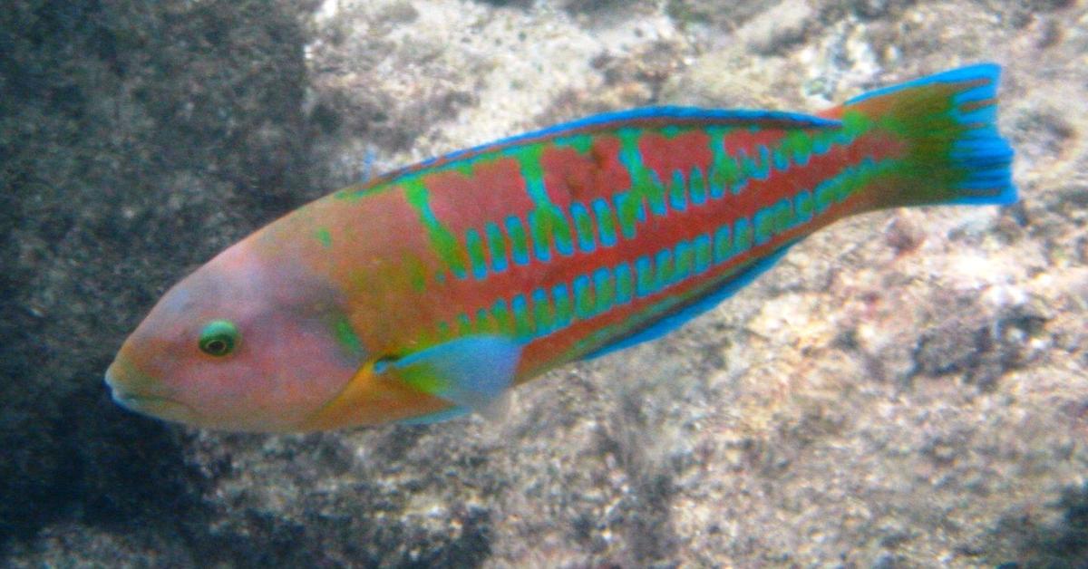 Graceful Wrasse, a creature with the scientific name Labridae.