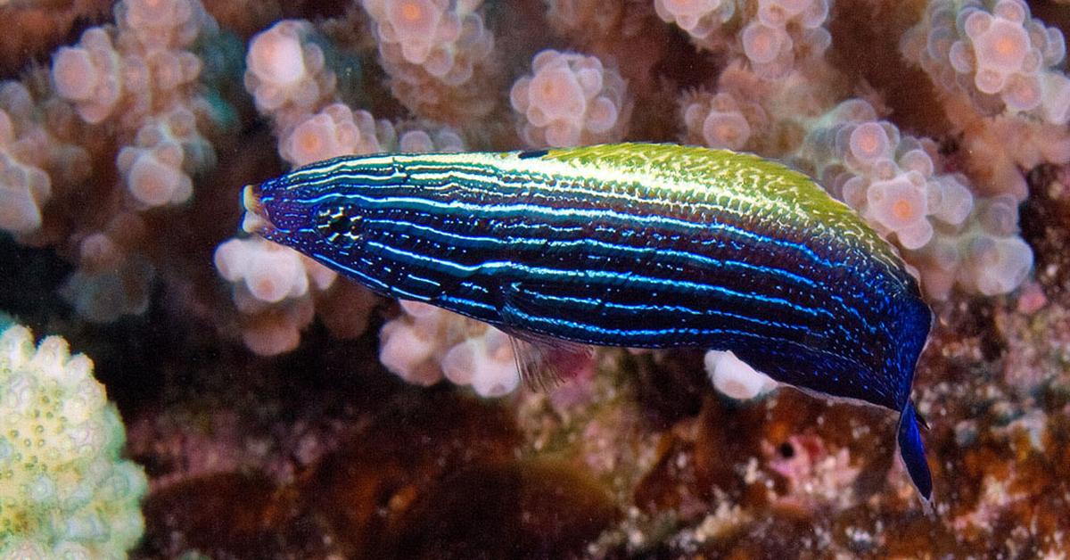 Stunning image of the Wrasse (Labridae), a wonder in the animal kingdom.