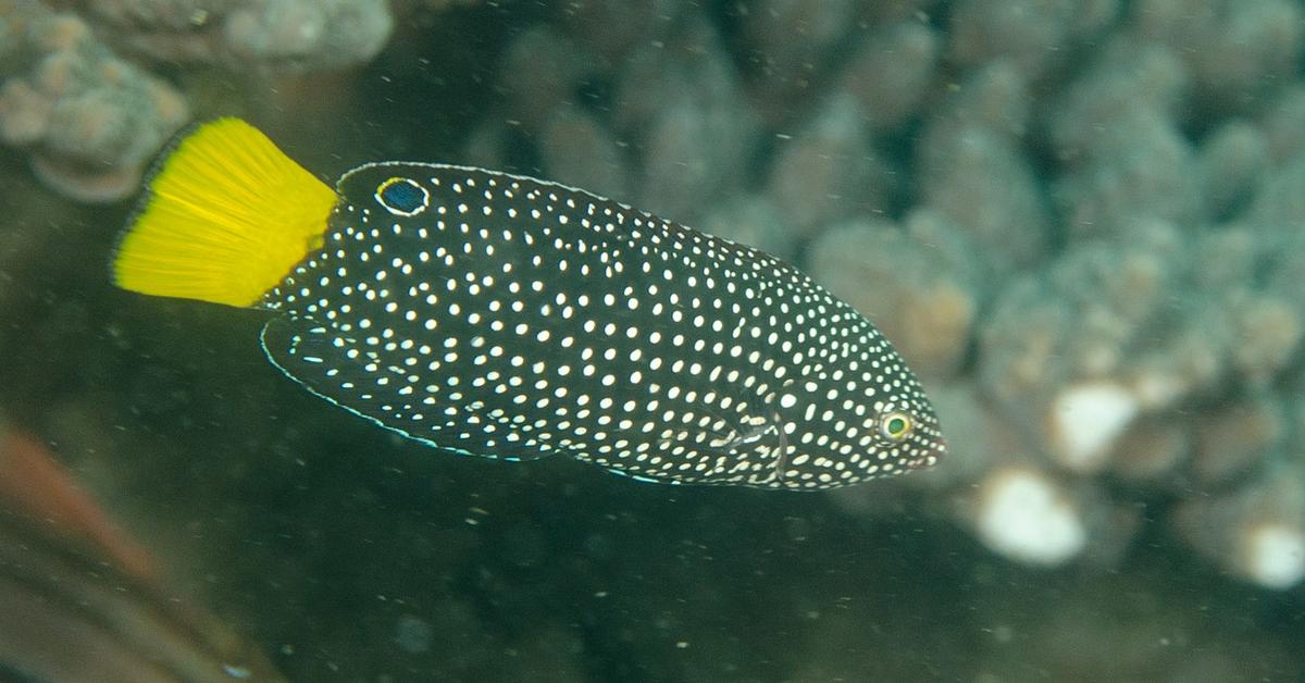 Glimpse of the Wrasse, known in the scientific community as Labridae.