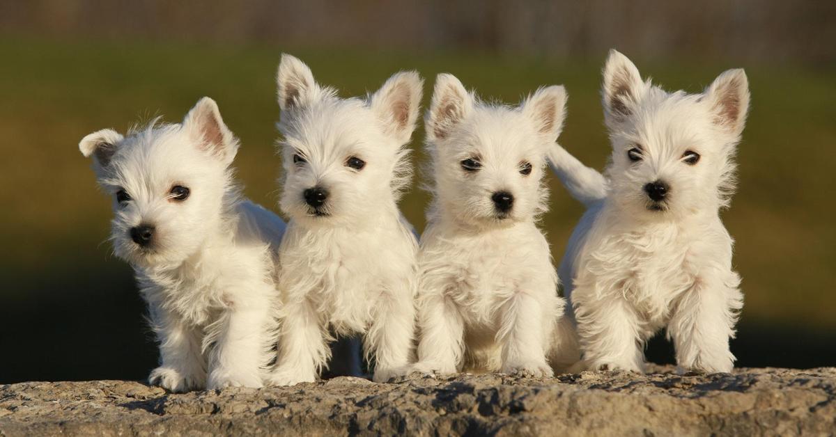 Photogenic West Highland Terrier, scientifically referred to as Canis Lupus.