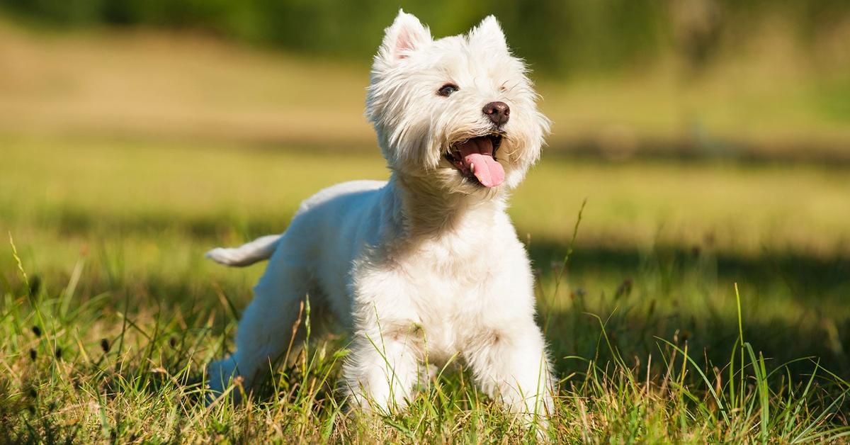 Striking appearance of the West Highland Terrier, known in scientific circles as Canis Lupus.