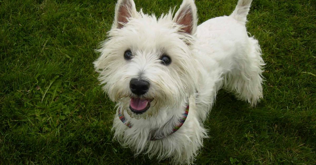 Charming view of the West Highland Terrier, in Indonesia referred to as Terrier West Highland.