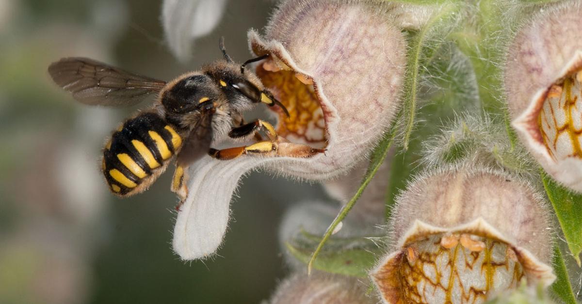 Vibrant snapshot of the Wool Carder Bee, commonly referred to as Lebah Pemintal Wol in Indonesia.