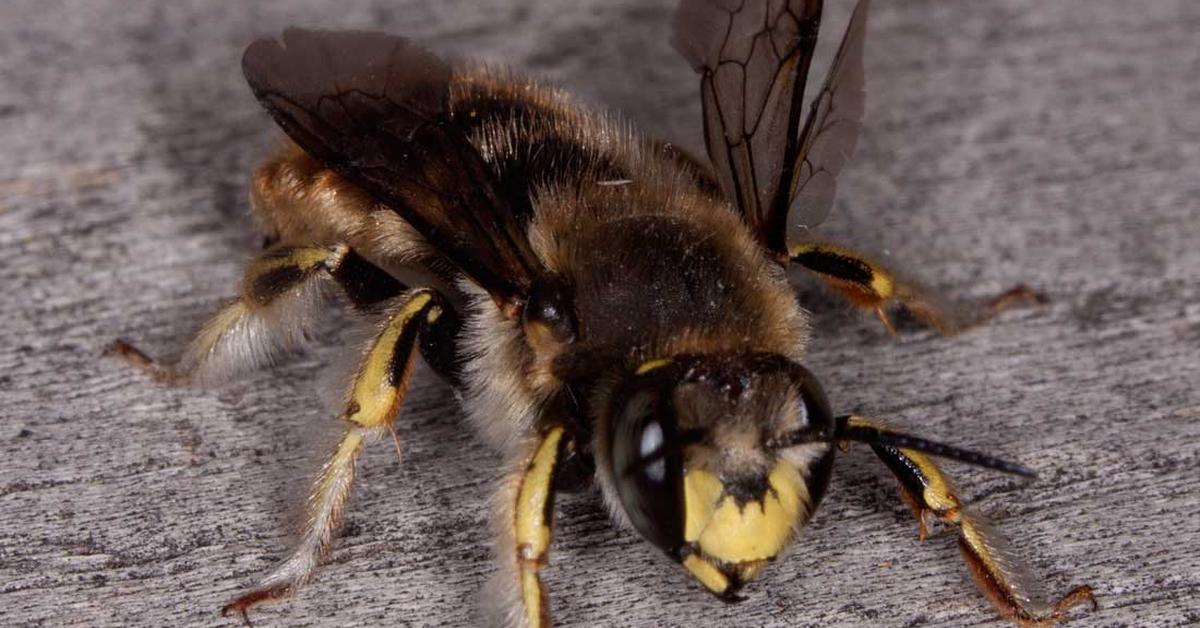 The elegant Wool Carder Bee (Anthidium manicatum), a marvel of nature.