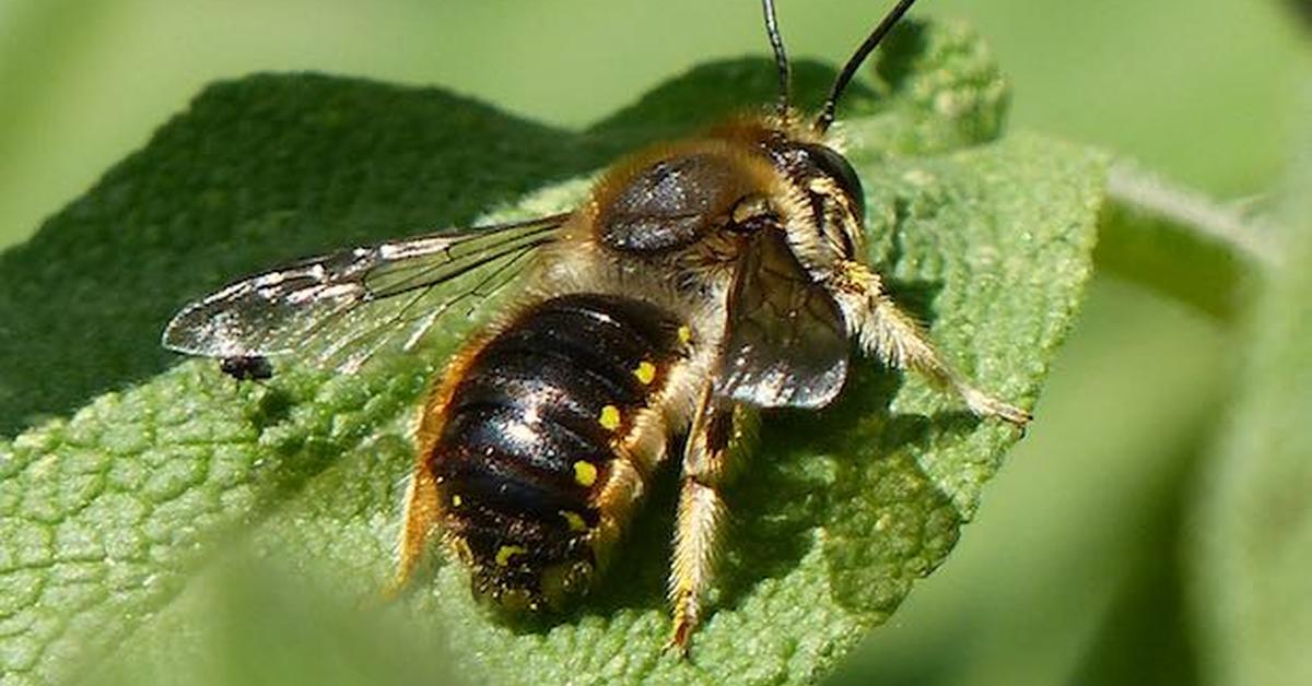 The Wool Carder Bee, an example of Anthidium manicatum, in its natural environment.