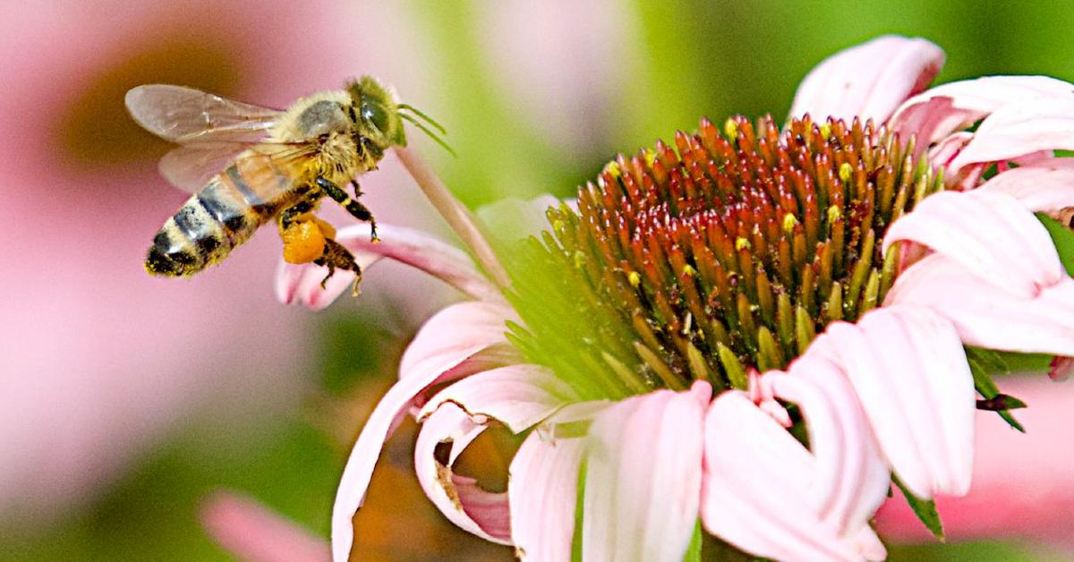 Striking appearance of the Wool Carder Bee, known in scientific circles as Anthidium manicatum.