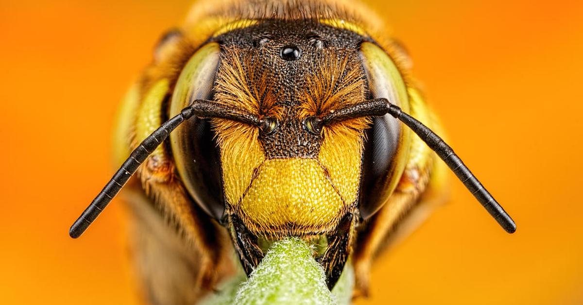 Photogenic Wool Carder Bee, scientifically referred to as Anthidium manicatum.