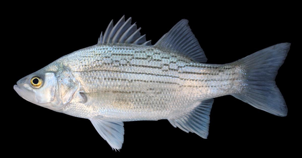 Close-up view of the White Bass, known as Bass Putih in Indonesian.