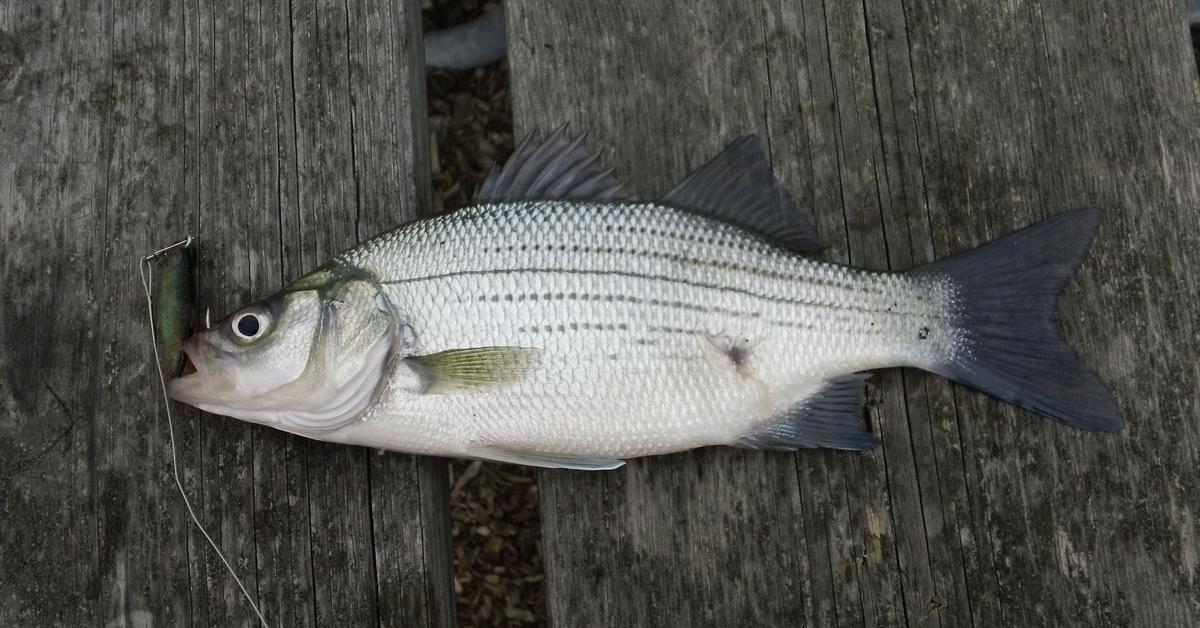 A beautiful representation of the White Bass, scientifically Morone chrysops.