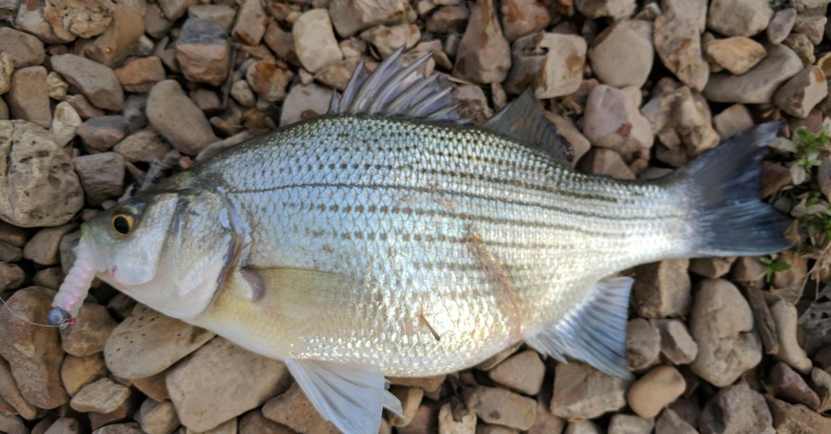 Portrait of a White Bass, a creature known scientifically as Morone chrysops.