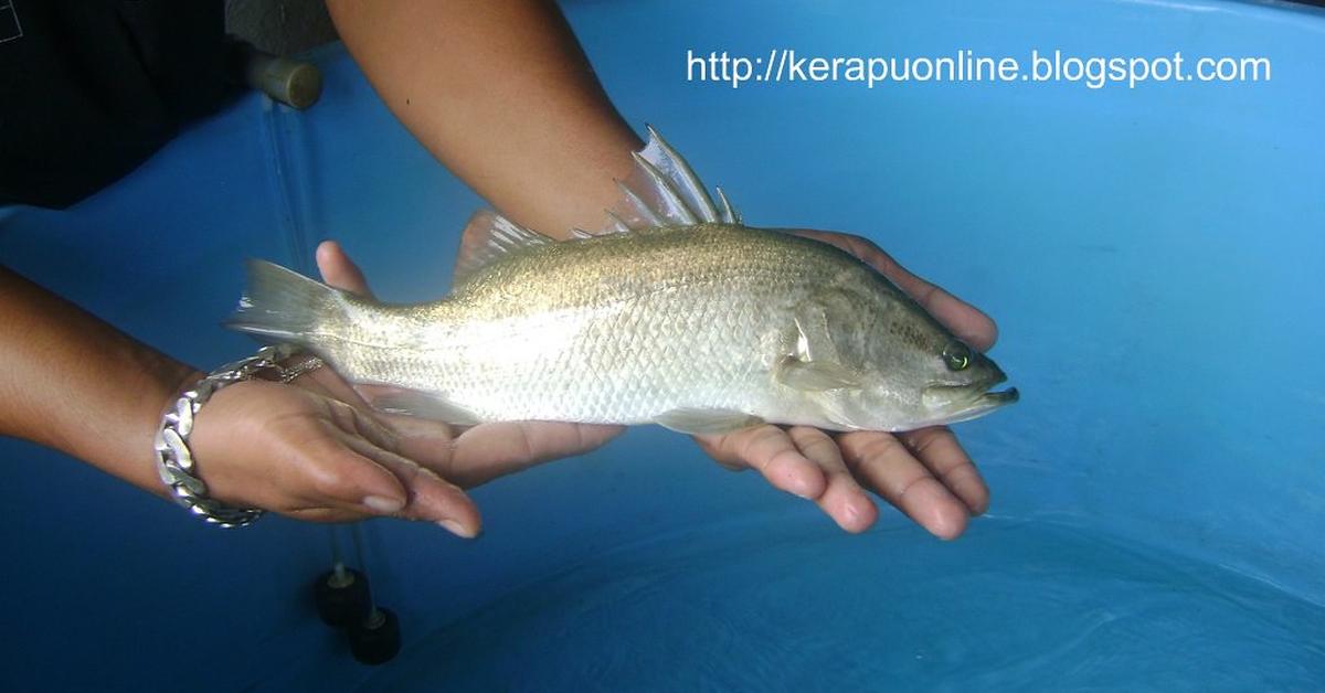 The fascinating White Bass, scientifically known as Morone chrysops.