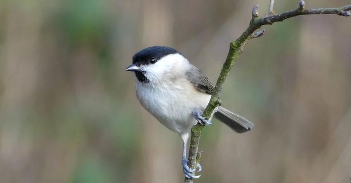 Enchanting Willow Flycatcher, a species scientifically known as Empidonax traillii.