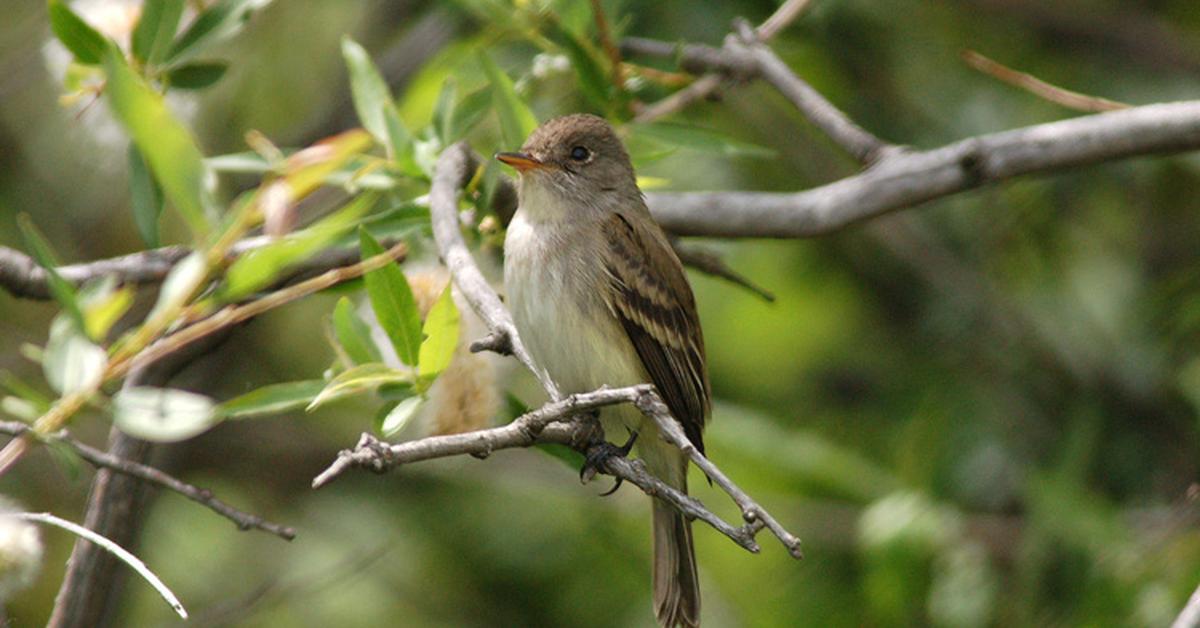 Close encounter with the Willow Flycatcher, scientifically called Empidonax traillii.