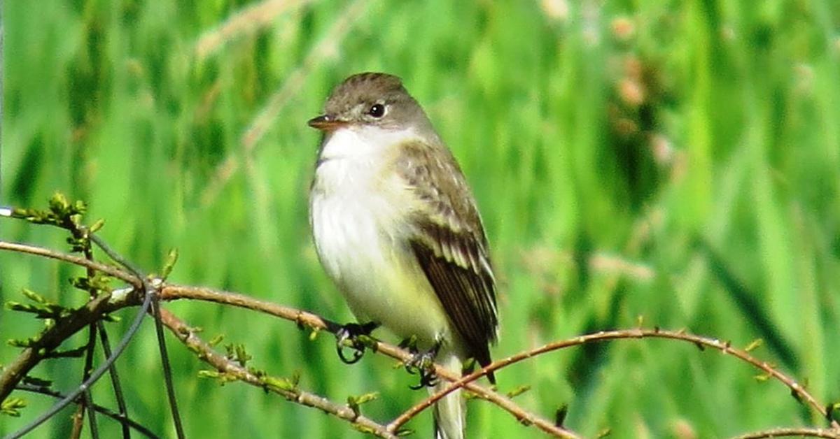 Exquisite image of Willow Flycatcher, in Indonesia known as Burung Tenggiling Willow.