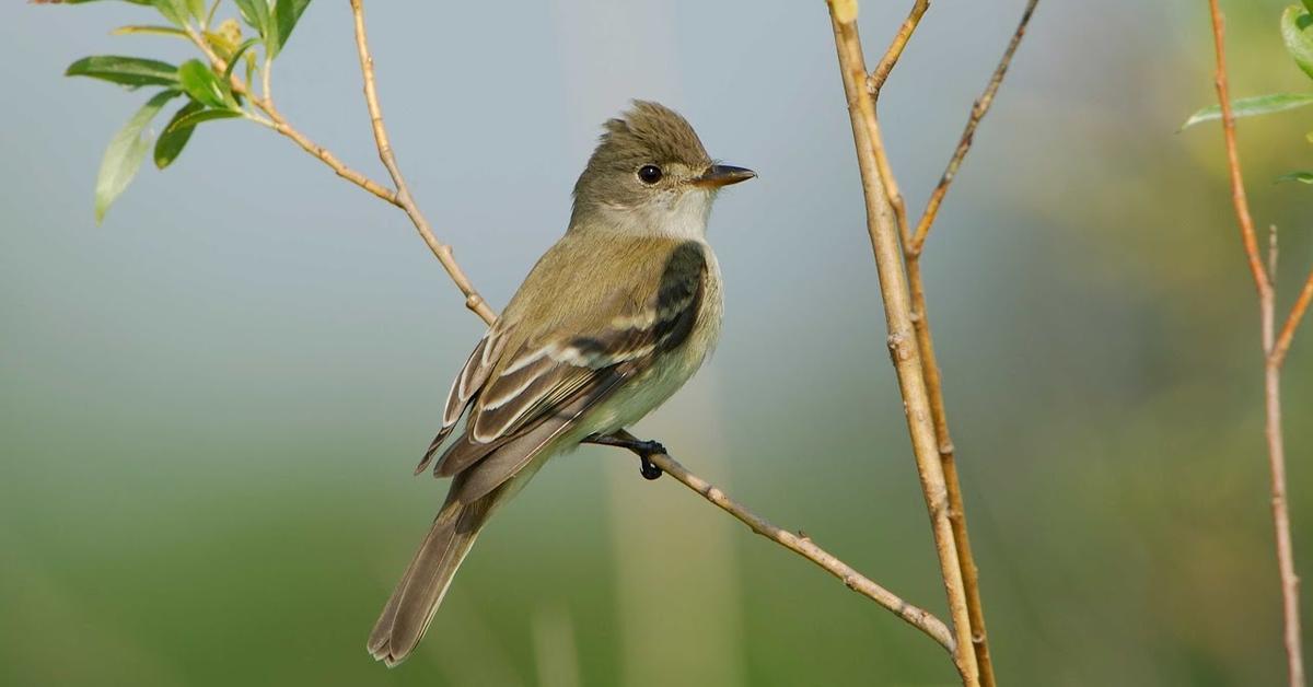 Photographic depiction of the unique Willow Flycatcher, locally called Burung Tenggiling Willow.