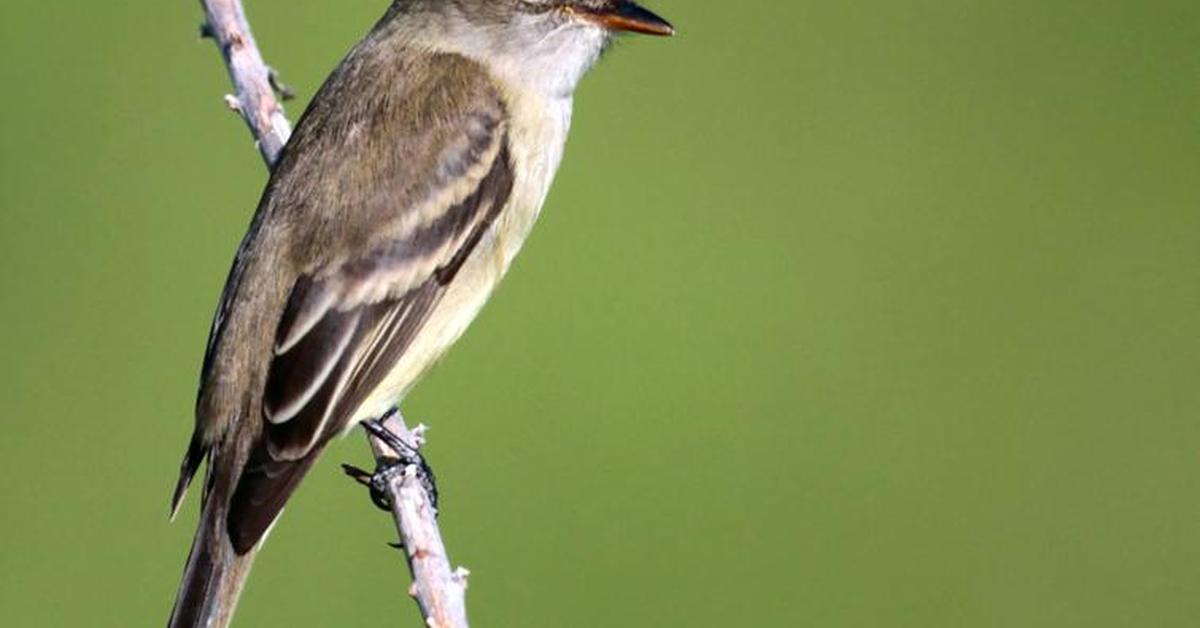 Vivid image of the Willow Flycatcher, or Burung Tenggiling Willow in Indonesian context.