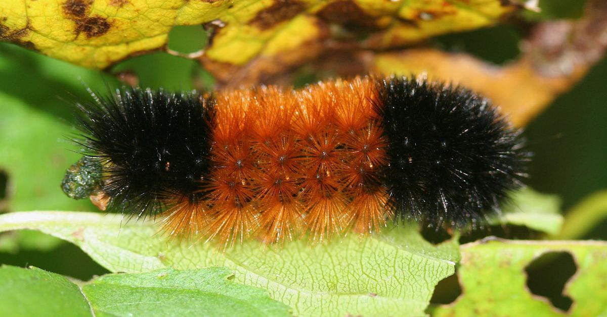 Graceful Woolly Bear Caterpillar, a creature with the scientific name Pyrrharctia isabella.