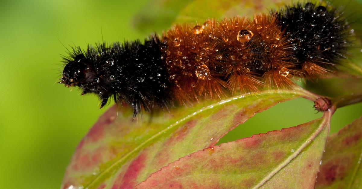 Natural elegance of the Woolly Bear Caterpillar, scientifically termed Pyrrharctia isabella.