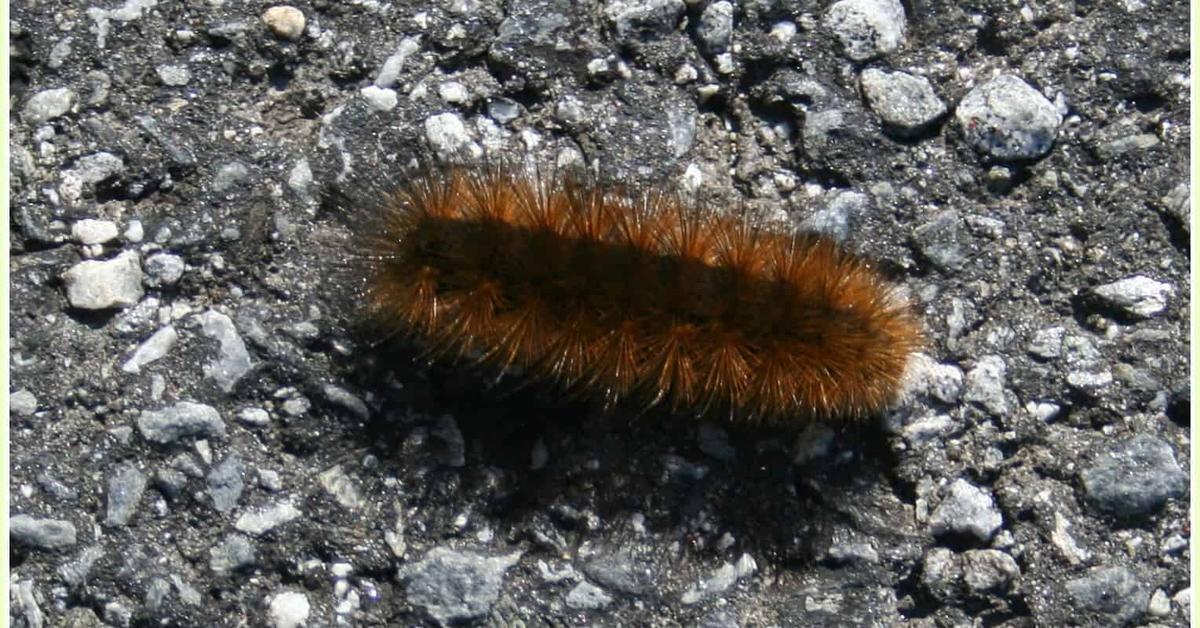 Elegant Woolly Bear Caterpillar in its natural habitat, called Ulat Bulu Berbulu in Indonesia.