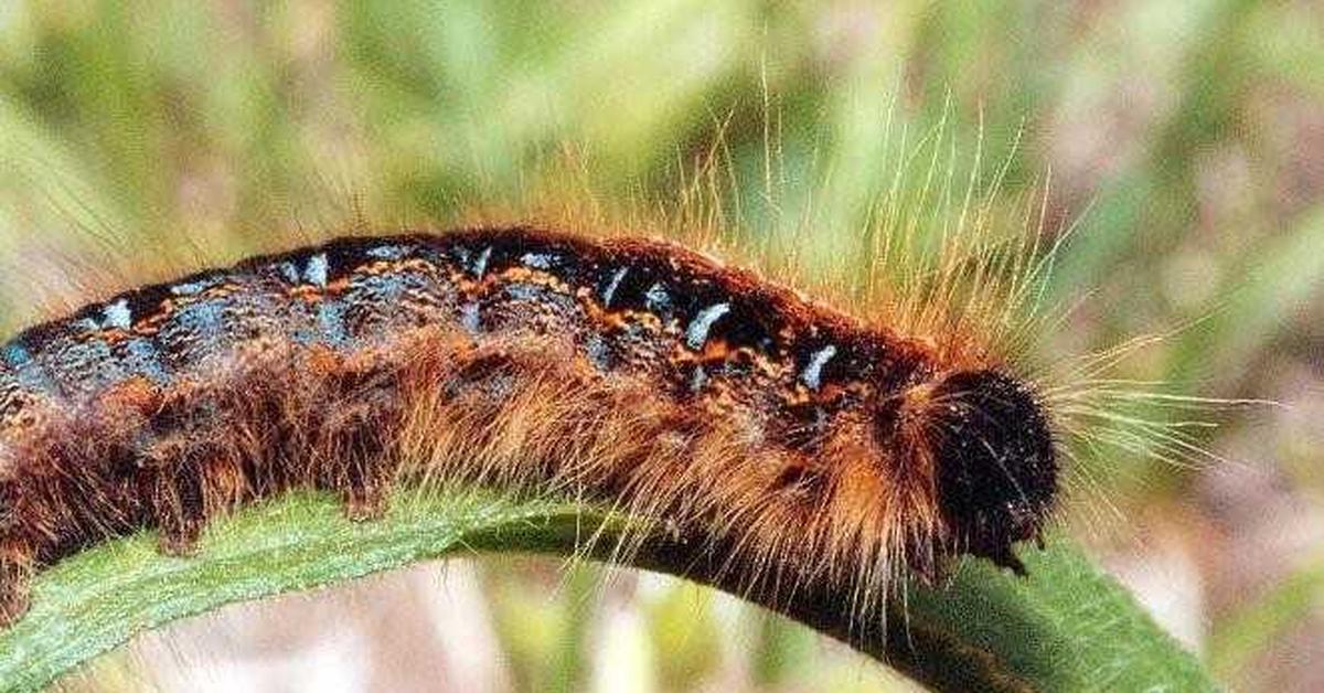 Captured moment of the Woolly Bear Caterpillar, in Indonesia known as Ulat Bulu Berbulu.