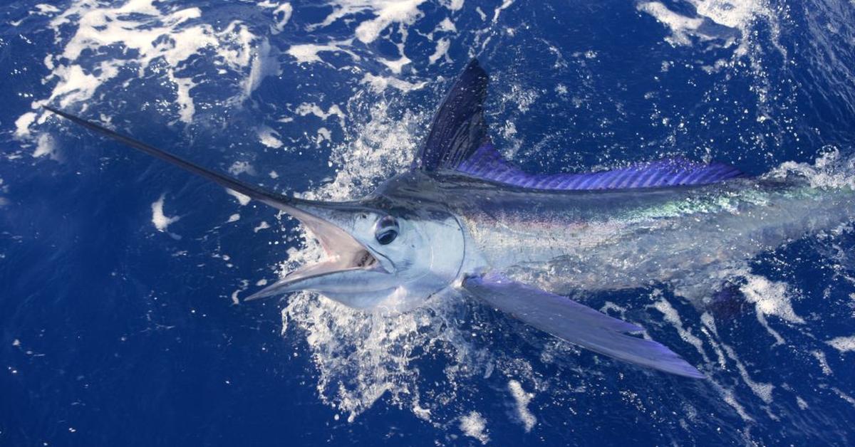 A look at the White Marlin, also recognized as Marlin Putih in Indonesian culture.