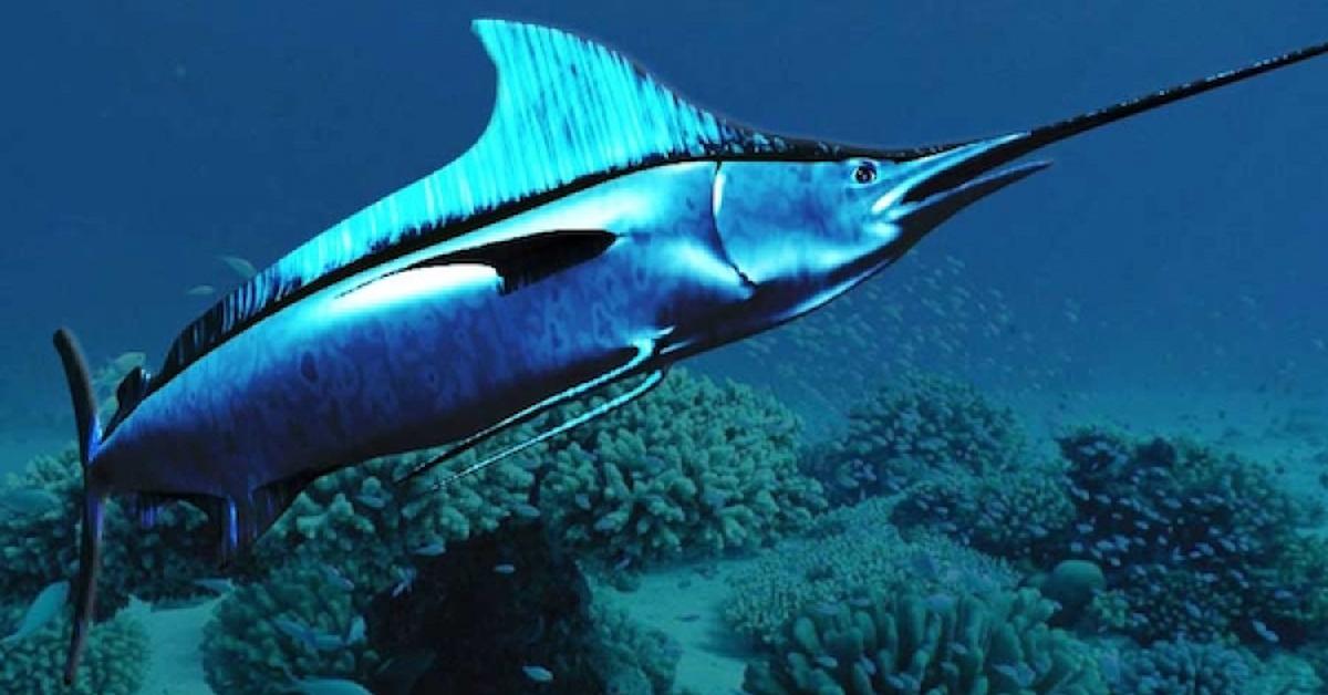 Image showcasing the White Marlin, known in Indonesia as Marlin Putih.