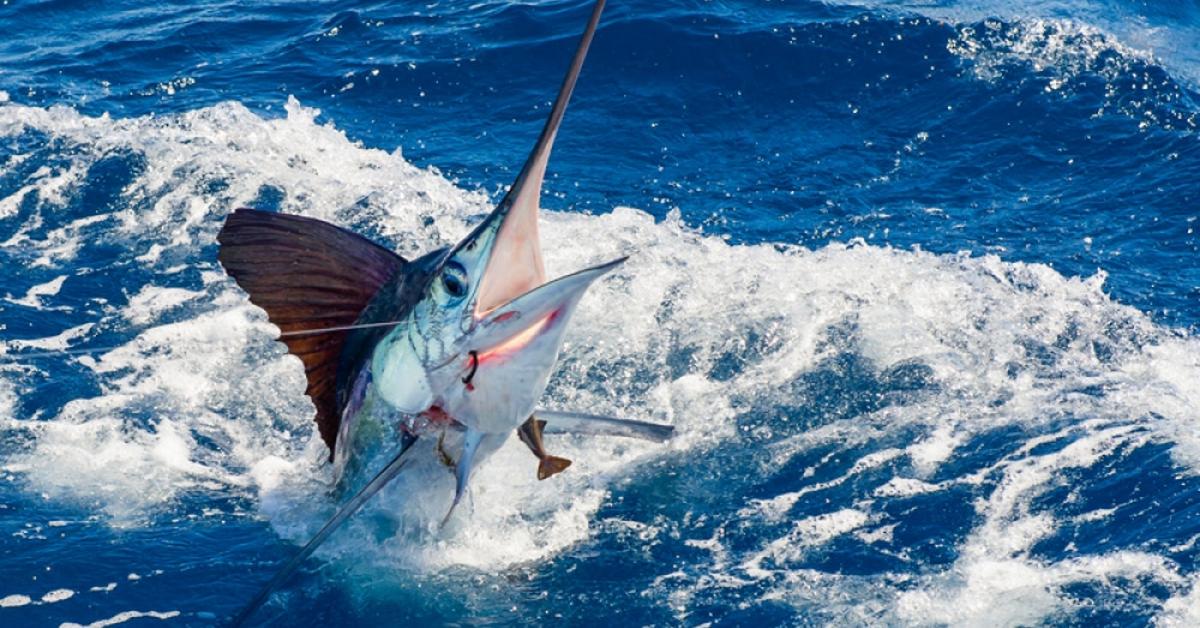 Charming view of the White Marlin, in Indonesia referred to as Marlin Putih.