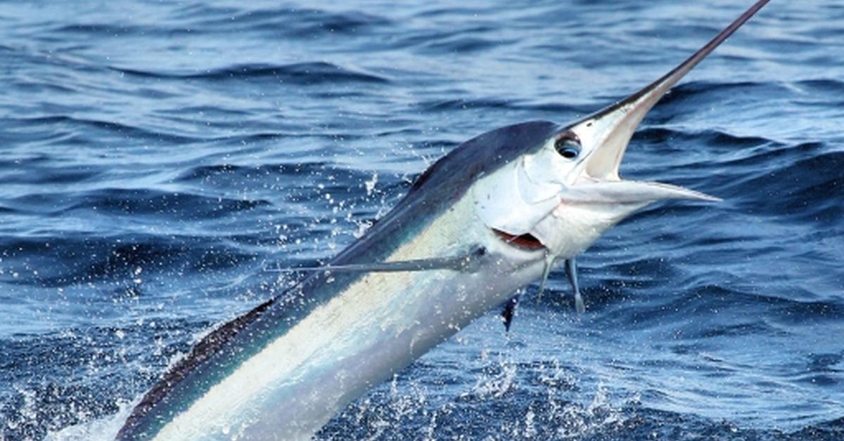 Vivid image of the White Marlin, or Marlin Putih in Indonesian context.