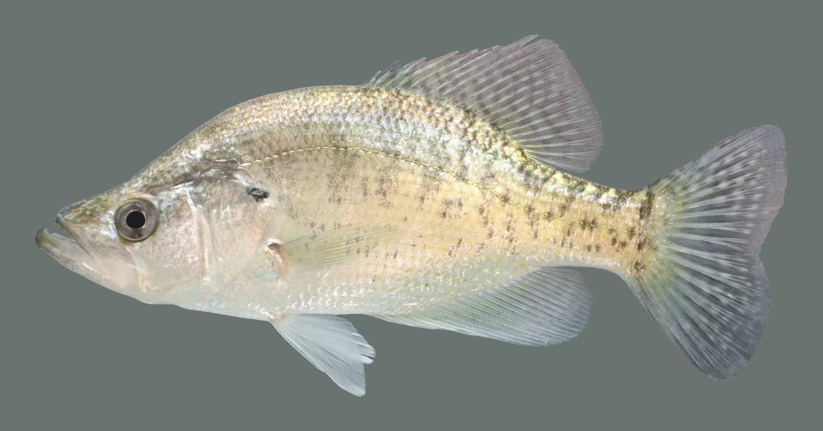 Charming view of the White Crappie, in Indonesia referred to as Ikan Crappie Putih.