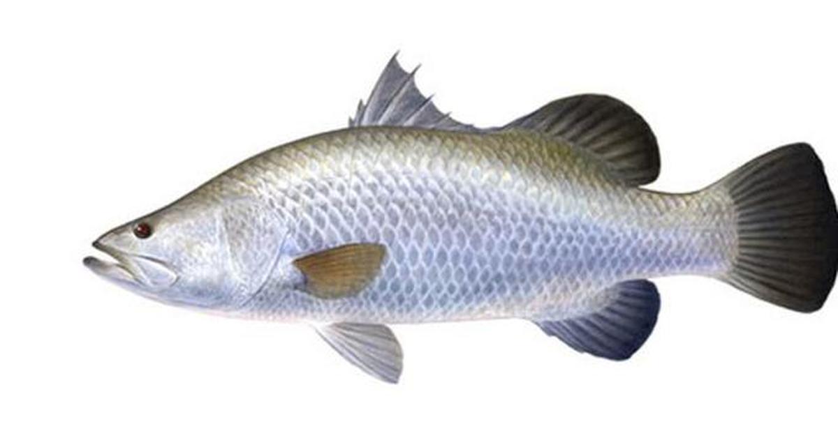 Vibrant snapshot of the White Crappie, commonly referred to as Ikan Crappie Putih in Indonesia.