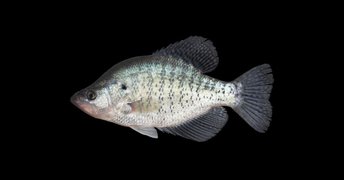 The White Crappie in its natural beauty, locally called Ikan Crappie Putih.