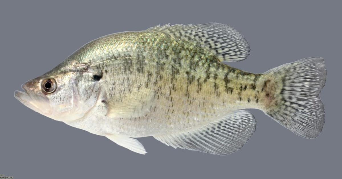 Captivating presence of the White Crappie, a species called Pomoxis annularis.