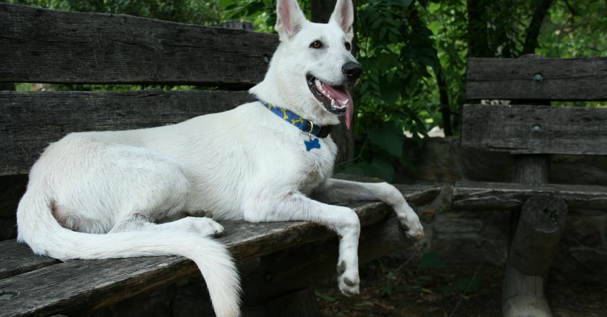 Elegant White German Shepherd in its natural habitat, called Anjing Herder Jerman Putih in Indonesia.