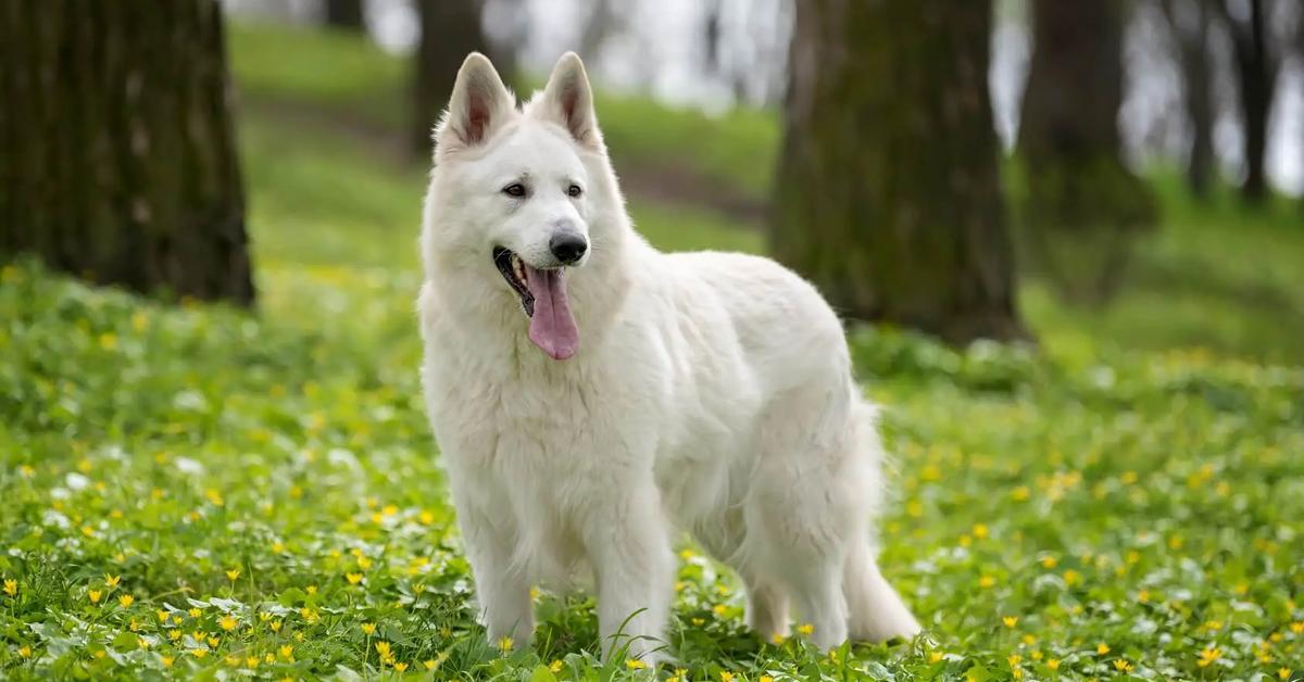 Snapshot of the intriguing White German Shepherd, scientifically named Canis lupus.