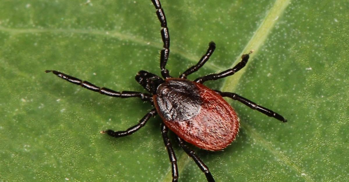 Captured beauty of the Western Blacklegged Tick, or Ixodes pacificus in the scientific world.