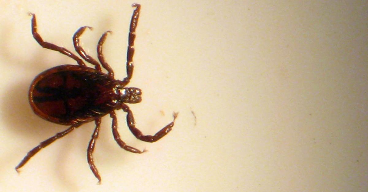 Iconic view of the Western Blacklegged Tick, or Ixodes pacificus, in its habitat.