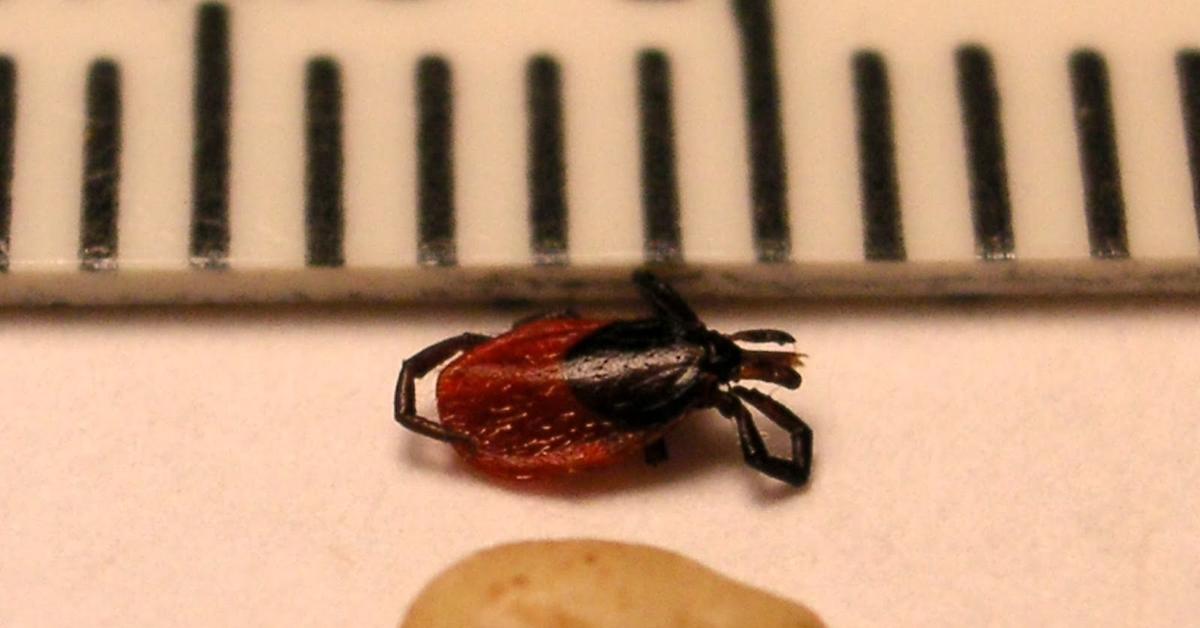 Photographic depiction of the unique Western Blacklegged Tick, locally called Kuman Kaki Hitam Barat.