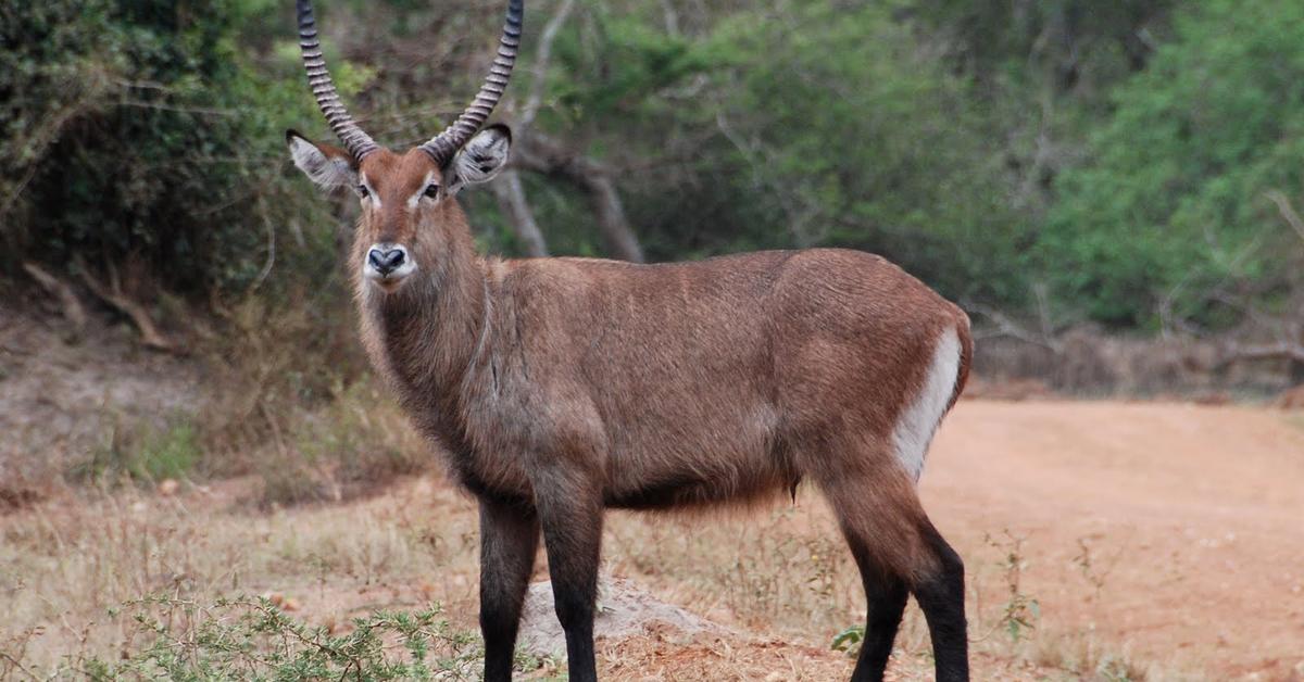 The Waterbuck, a beautiful species also known as Kijang Air in Bahasa Indonesia.