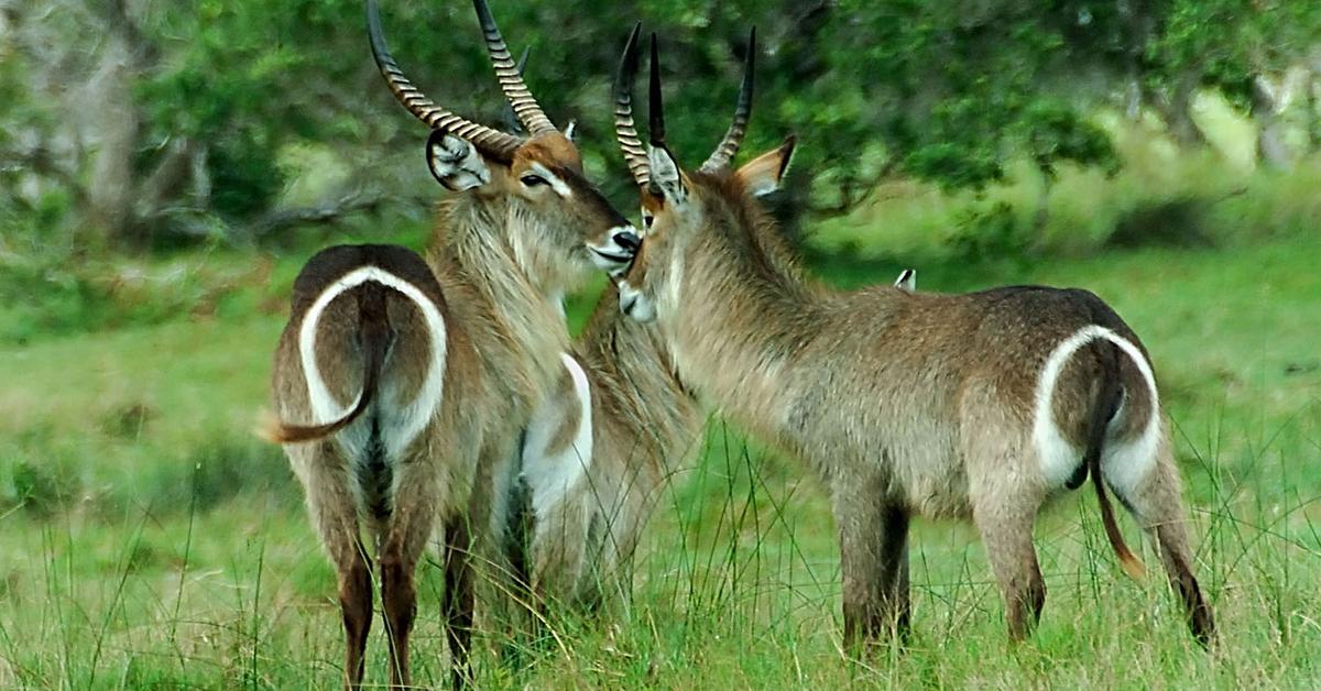 Elegant portrayal of the Waterbuck, also known as Kobus ellipsiprymnus.