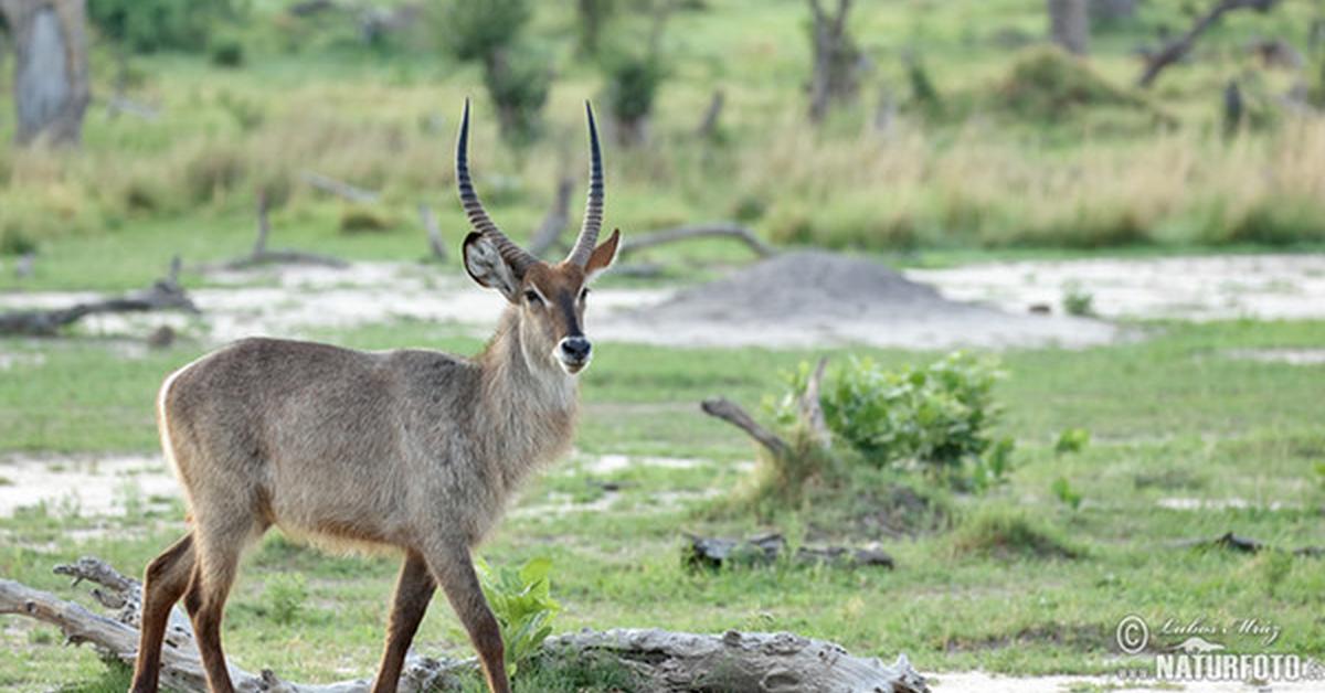 Image showcasing the Waterbuck, known in Indonesia as Kijang Air.