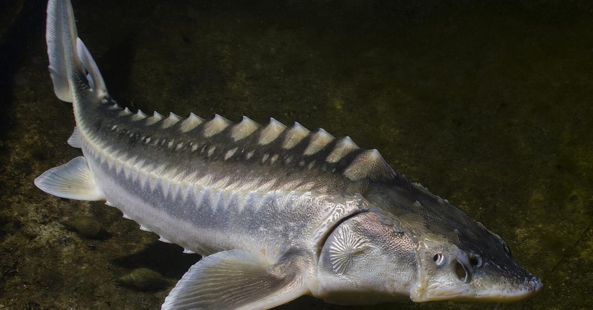 Image showcasing the White Sturgeon, known in Indonesia as Sturgeon Putih.