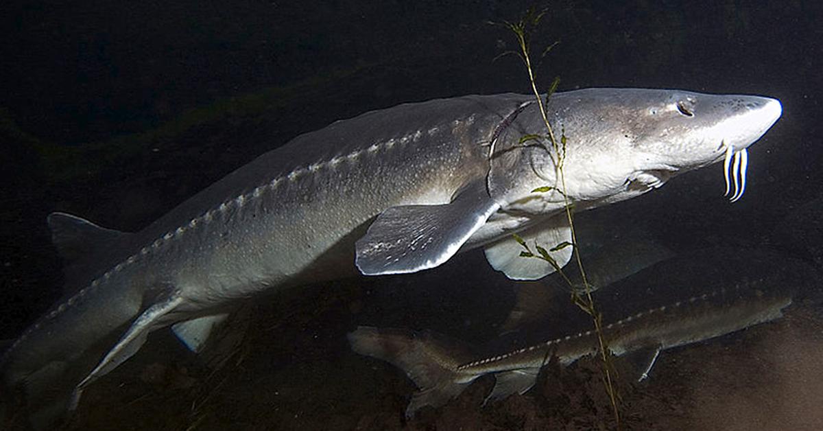 The remarkable White Sturgeon (Acipenser transmontanus), a sight to behold.