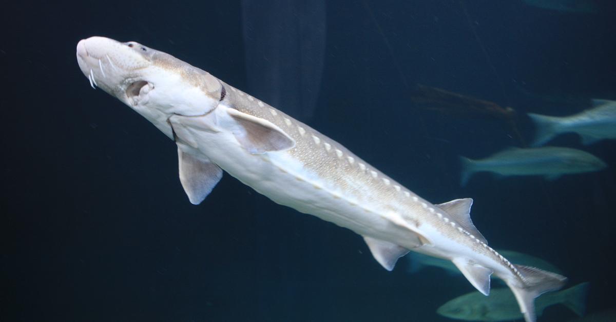 Captured elegance of the White Sturgeon, known in Indonesia as Sturgeon Putih.