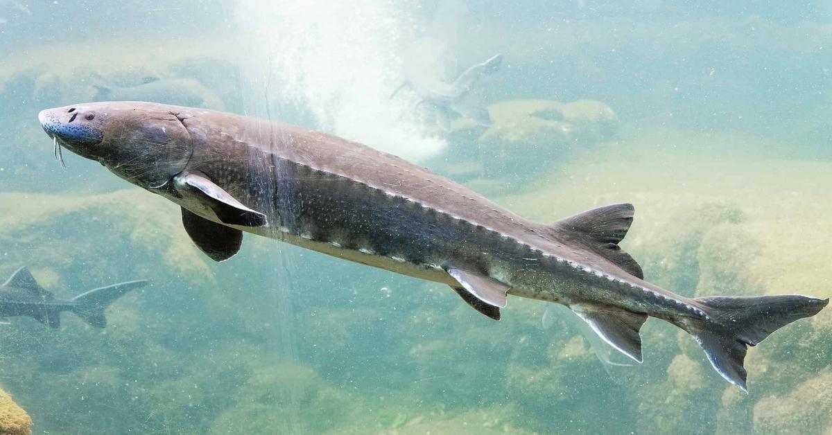 Photogenic White Sturgeon, scientifically referred to as Acipenser transmontanus.