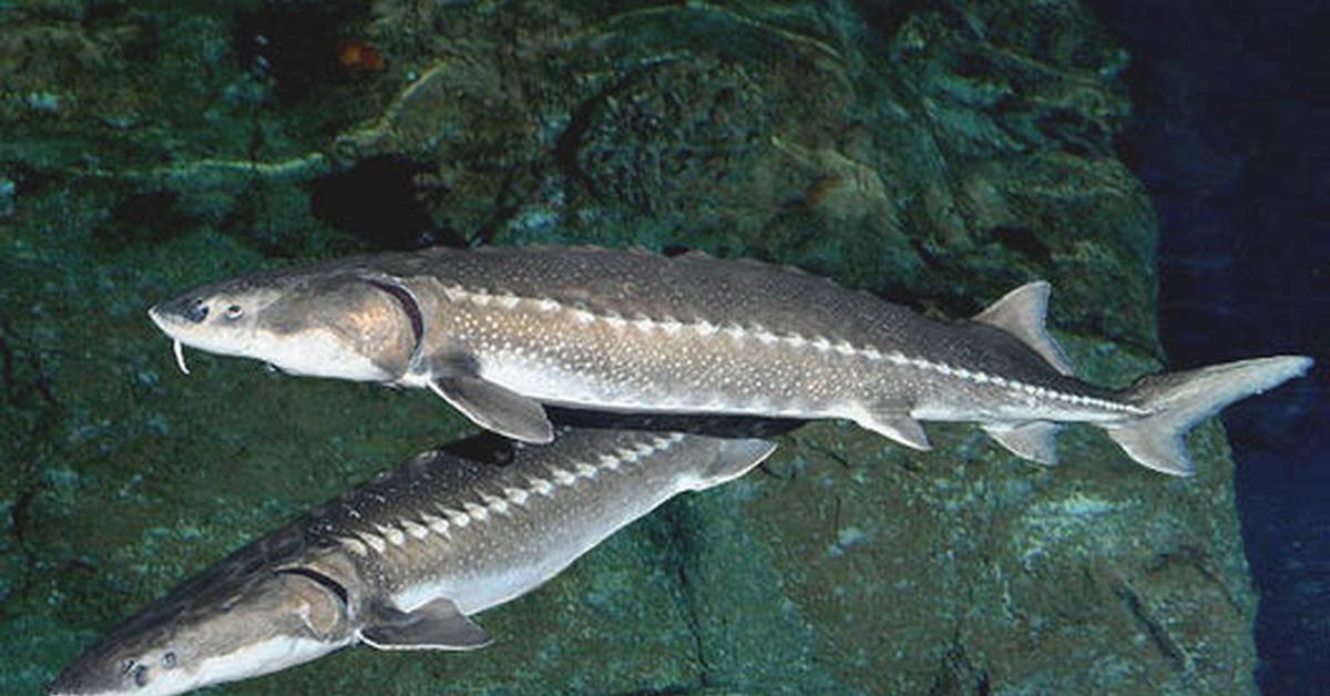 The White Sturgeon, a species known as Acipenser transmontanus, in its natural splendor.