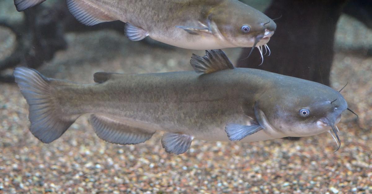 Close-up view of the White Catfish, known as Lele Putih in Indonesian.